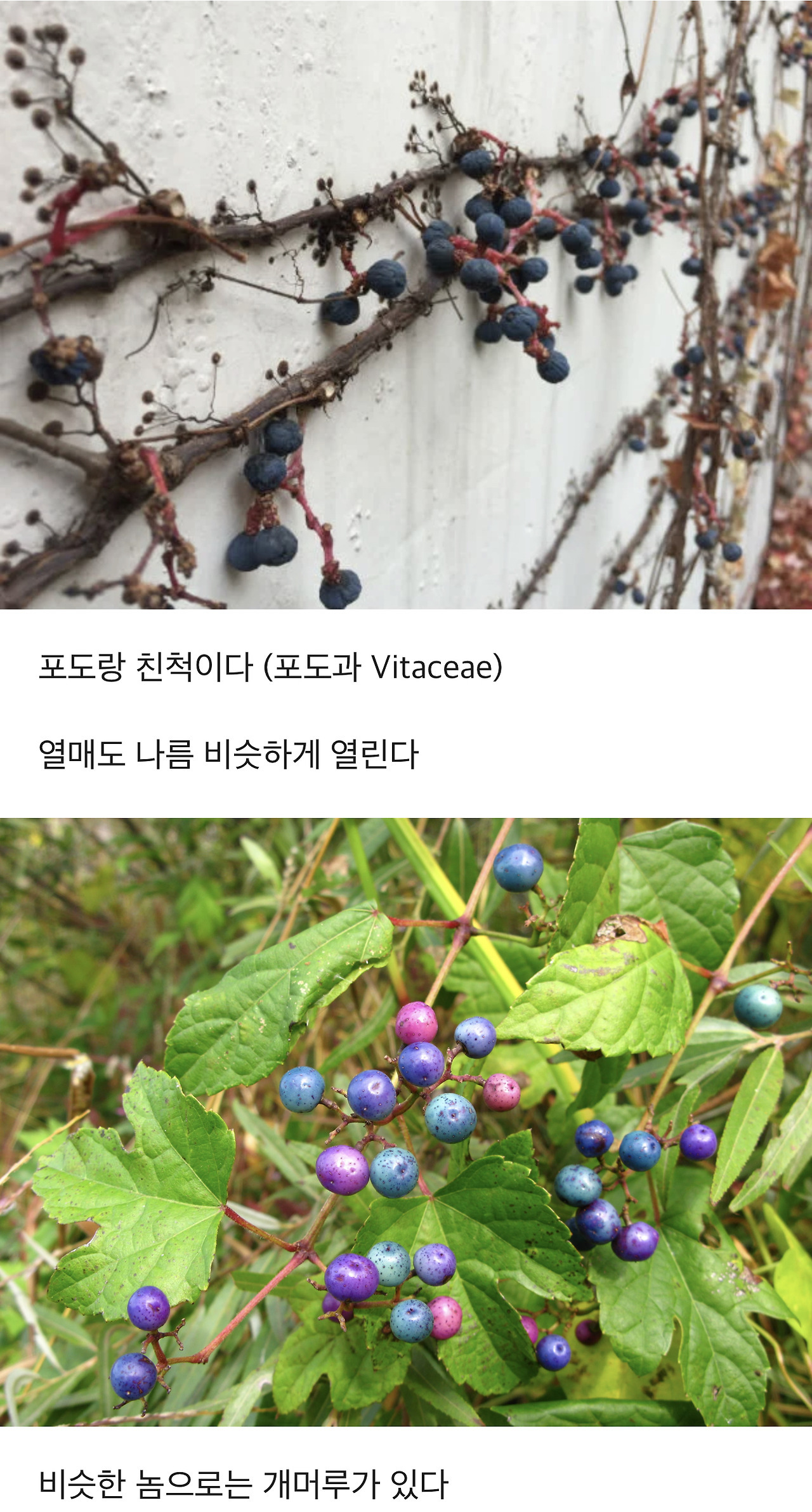 식물에 대한 TMI | 인스티즈