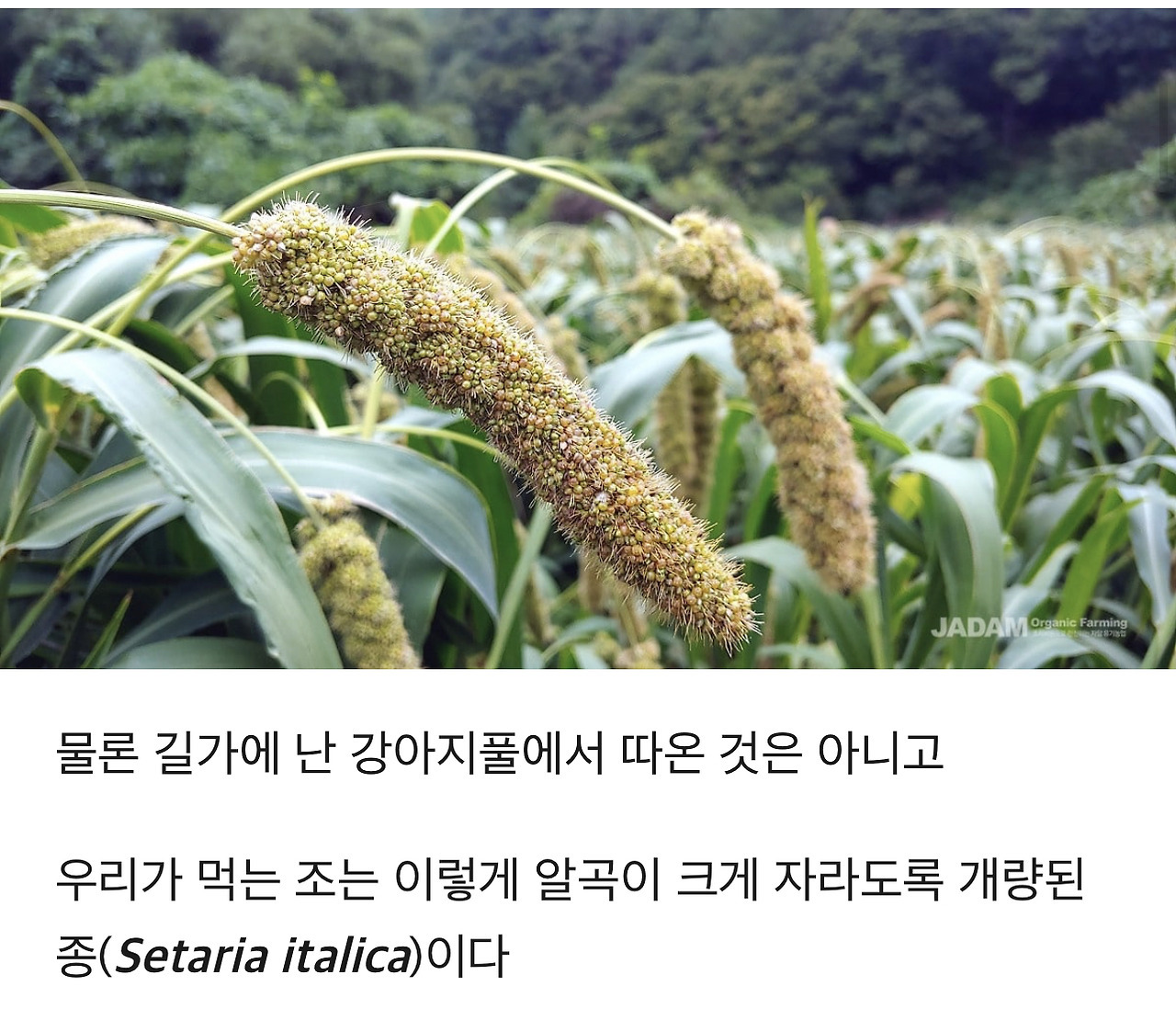식물에 대한 TMI | 인스티즈