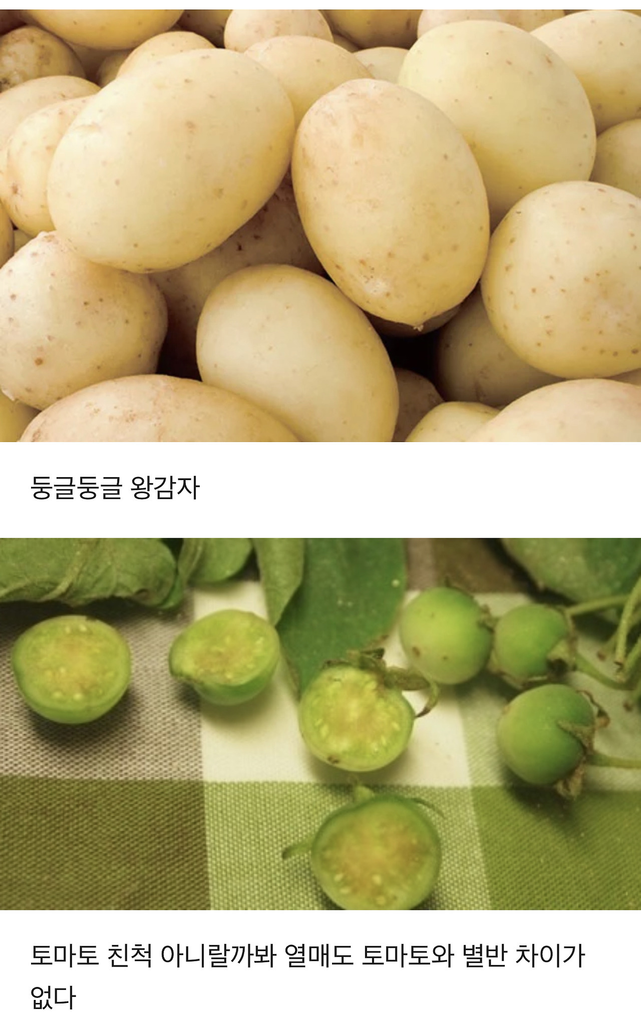 식물에 대한 TMI | 인스티즈