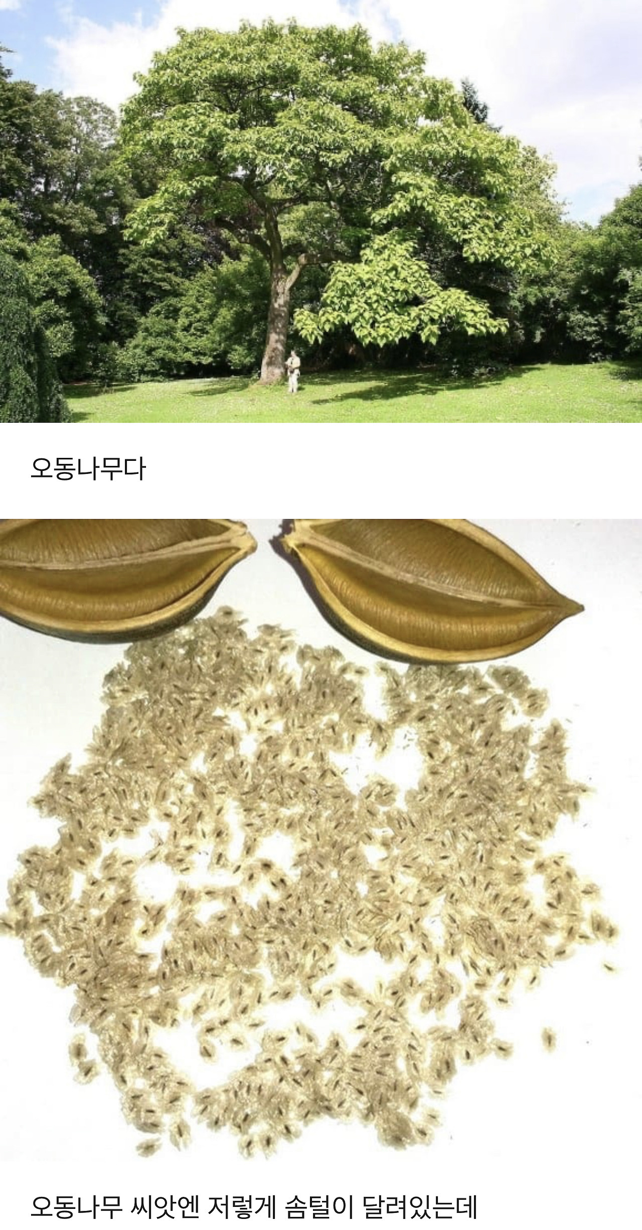 식물에 대한 TMI | 인스티즈