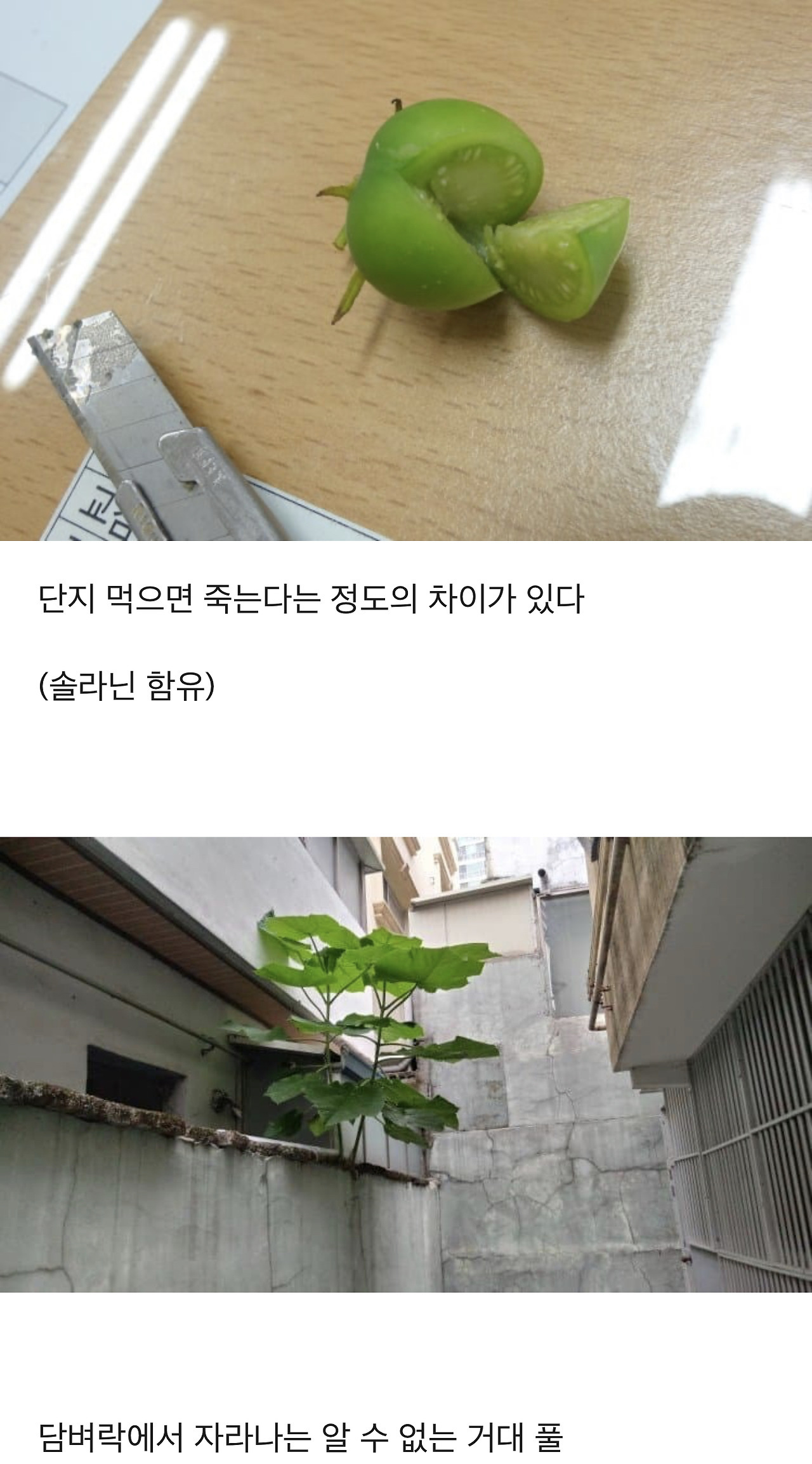 식물에 대한 TMI | 인스티즈