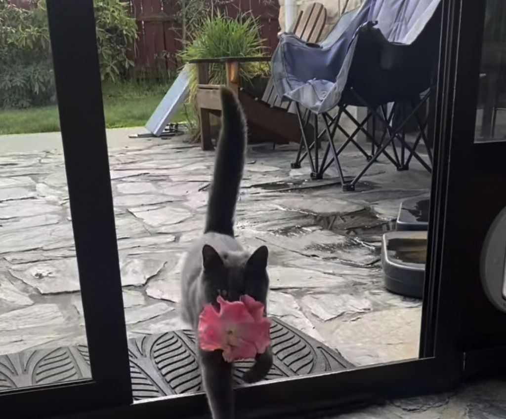 동백꽃 선물해주는 고양이.gif | 인스티즈