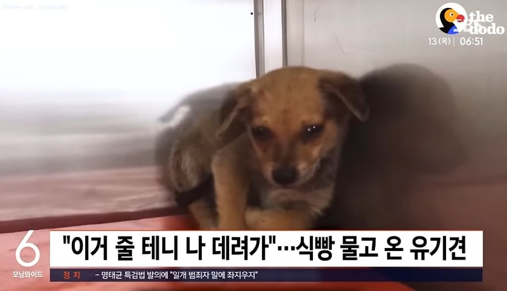 "이거 줄 테니 나 데려가"…식빵 물고 온 유기견 | 인스티즈