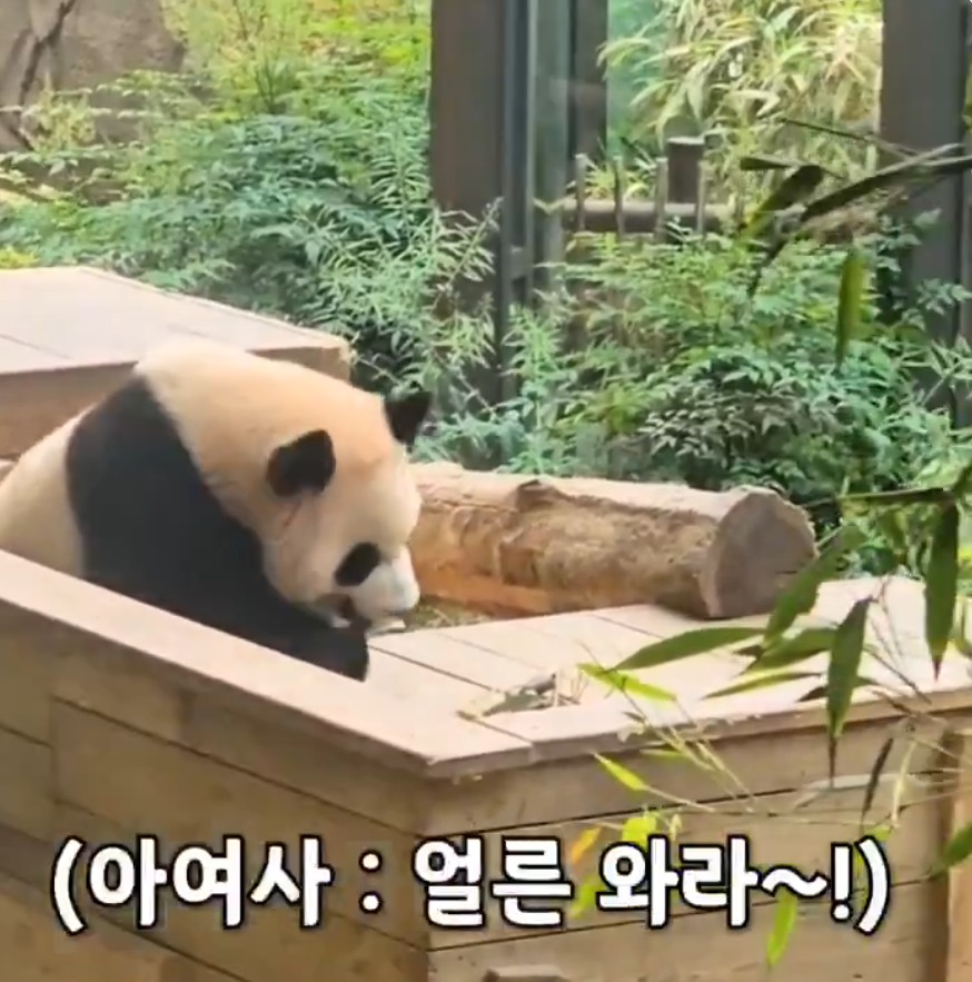 한국어 마스터 아이바오🐼? 판다어 마스터 송바오👨‍🌾? | 인스티즈