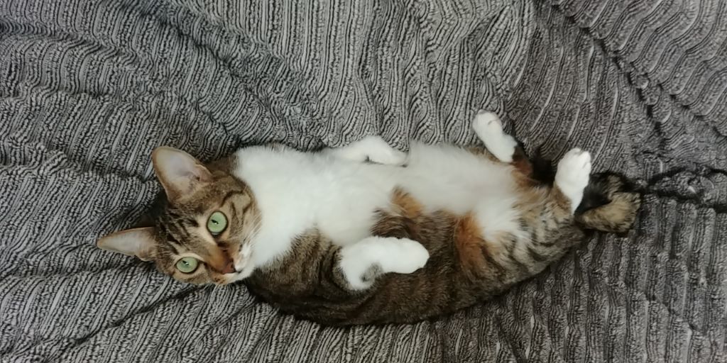 우리집 고양이 보고 갈래요? | 인스티즈