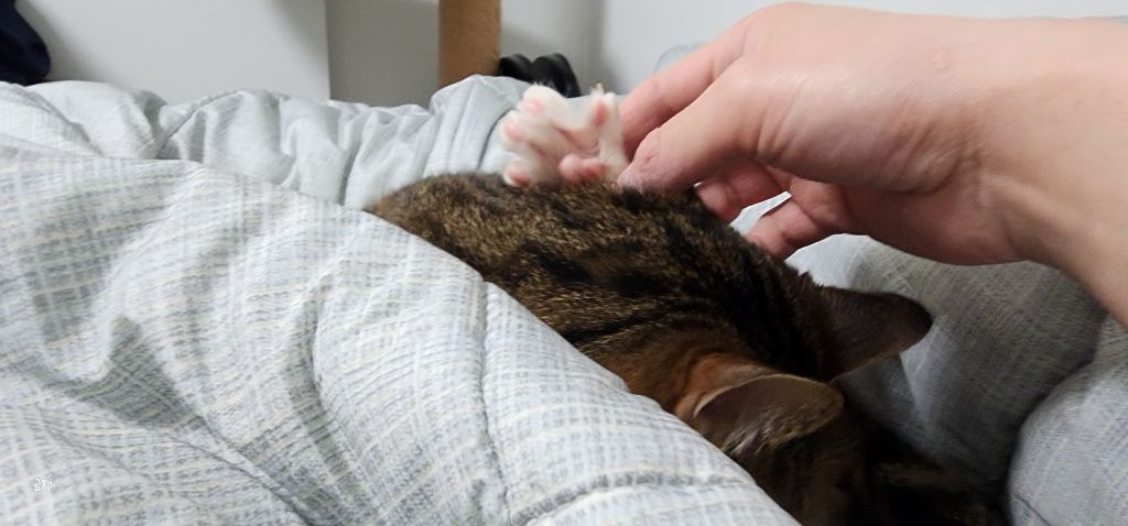 우리집 고양이 보고 갈래요? | 인스티즈