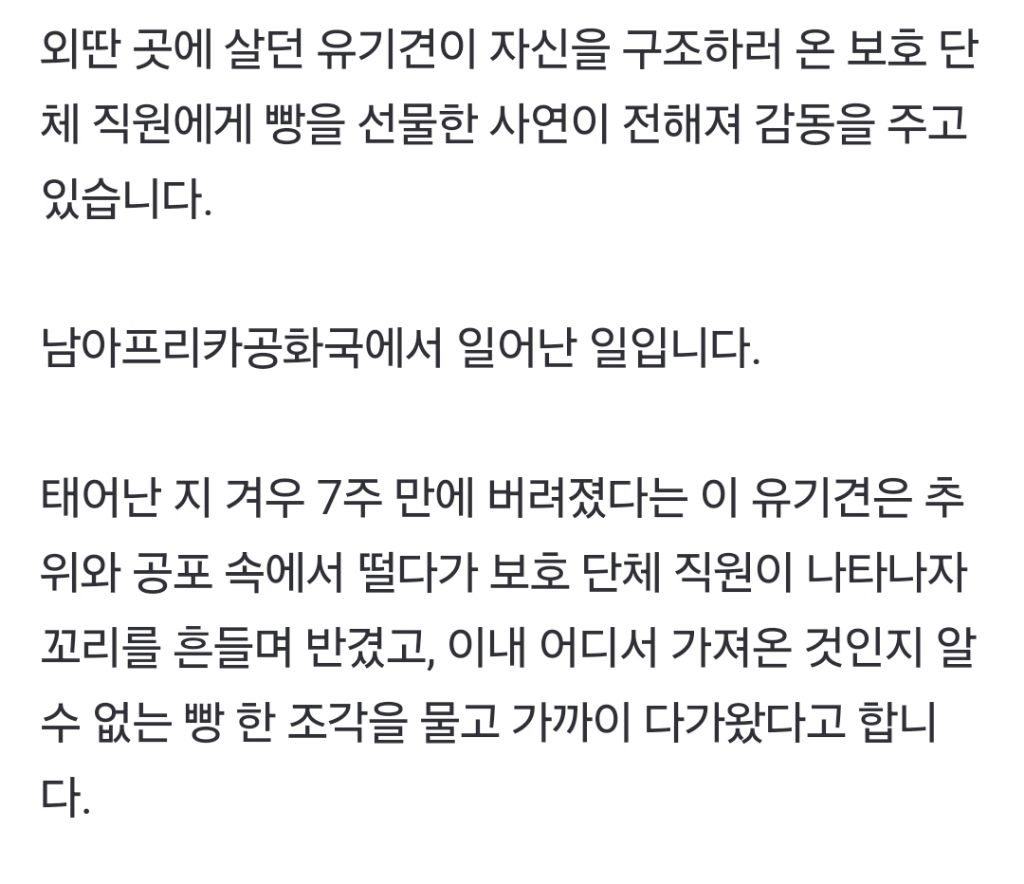 "이거 줄 테니 나 데려가"…식빵 물고 온 유기견 | 인스티즈
