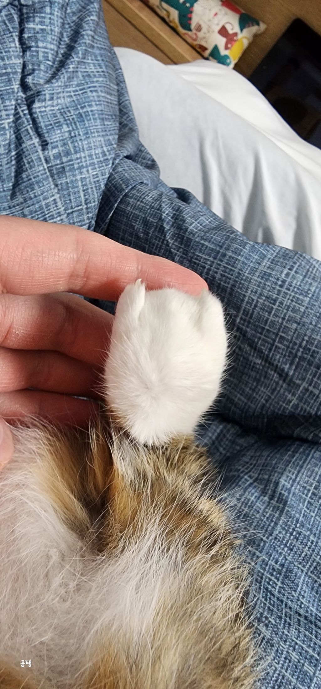 우리집 고양이 보고 갈래요? | 인스티즈