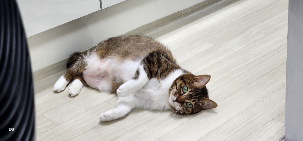 우리집 고양이 보고 갈래요? | 인스티즈