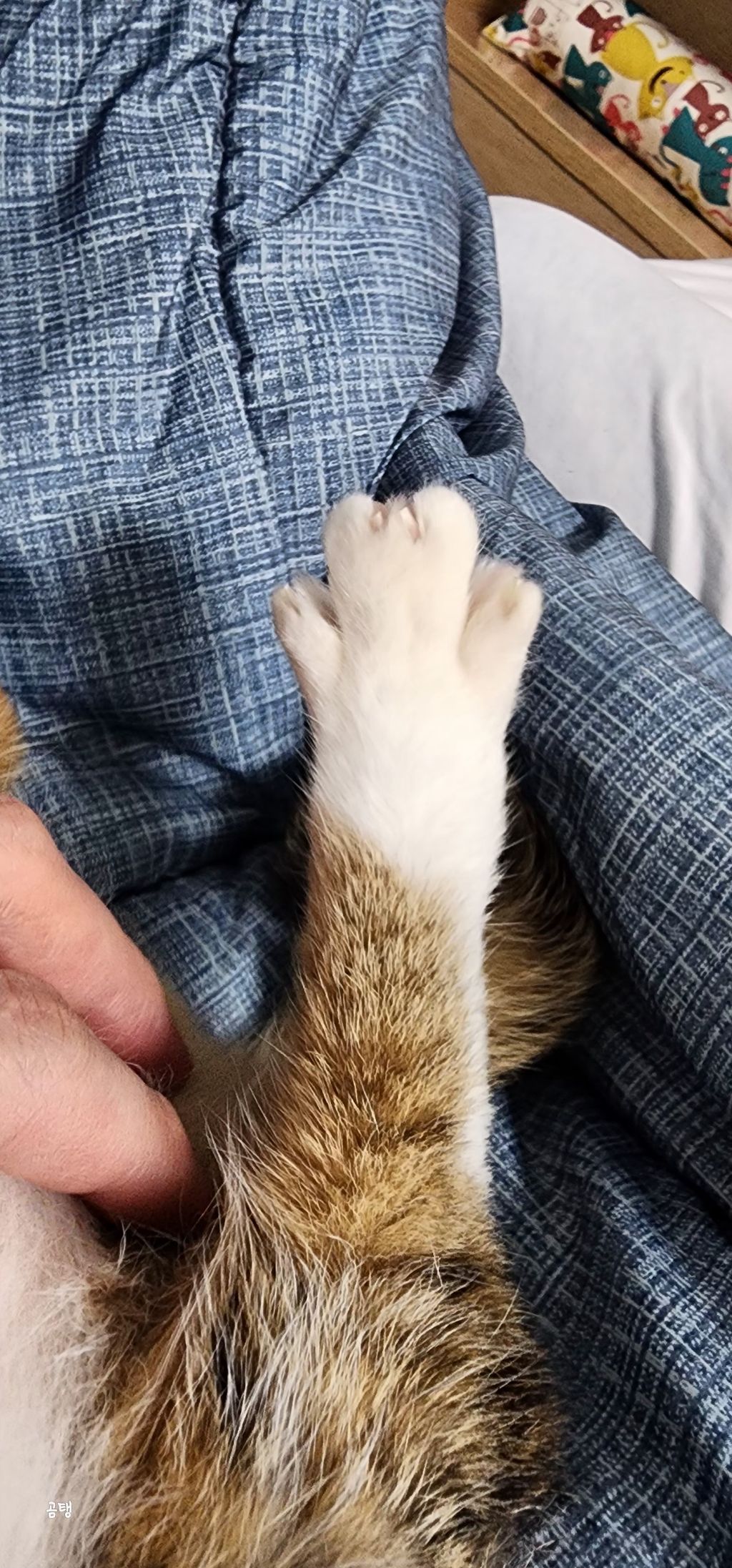 우리집 고양이 보고 갈래요? | 인스티즈