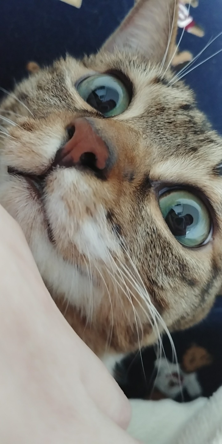 우리집 고양이 보고 갈래요? | 인스티즈