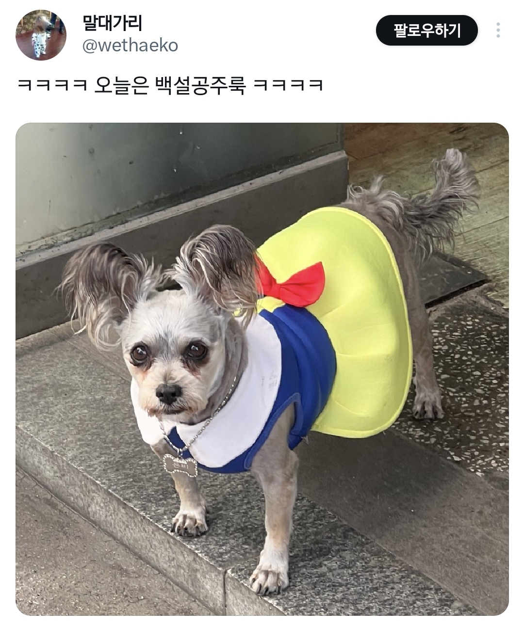 어떤 패셔니스타 강아지를 자꾸 마주치는 사람.twt | 인스티즈