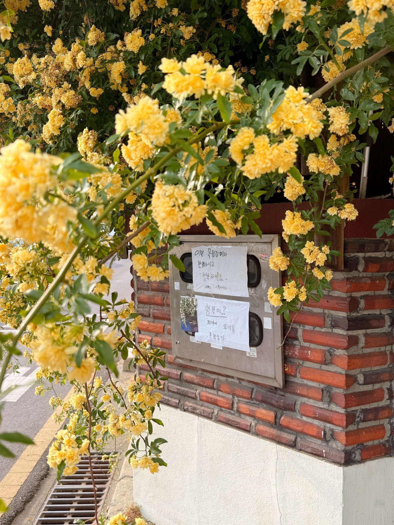 할머니집 근처에 목향장미 가득한 집이 있어 보고옴🌼.twt | 인스티즈