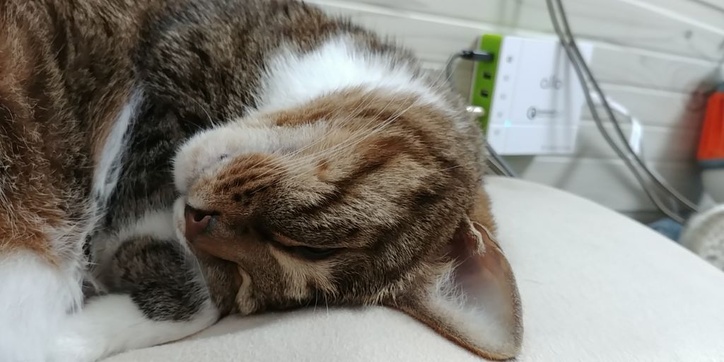 우리집 고양이 보고 갈래요? | 인스티즈