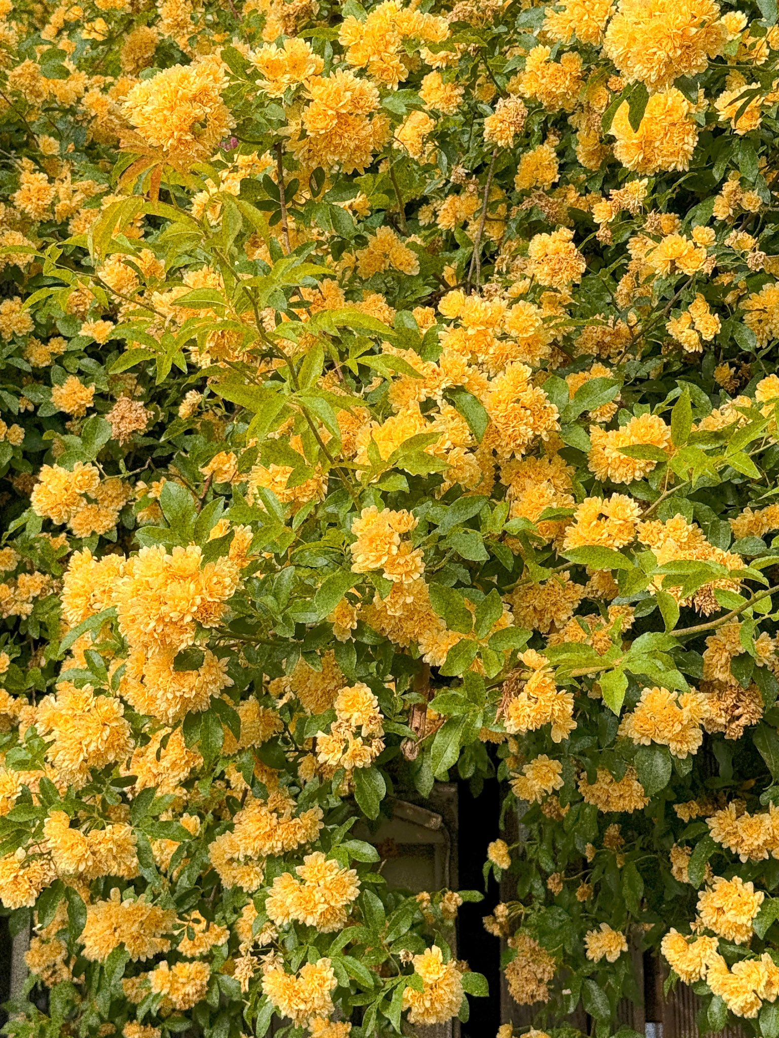 할머니집 근처에 목향장미 가득한 집이 있어 보고옴🌼.twt | 인스티즈