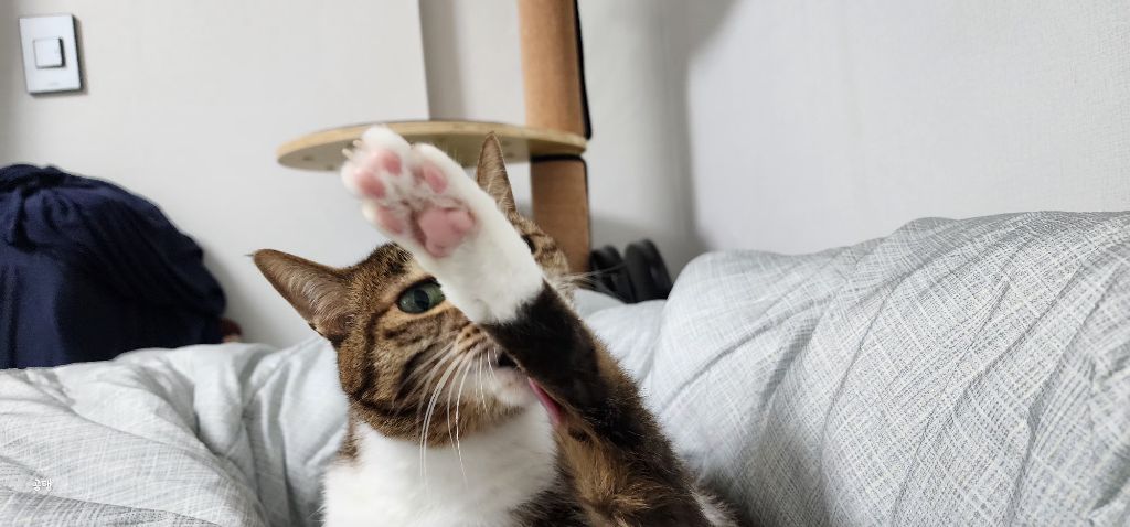우리집 고양이 보고 갈래요? | 인스티즈