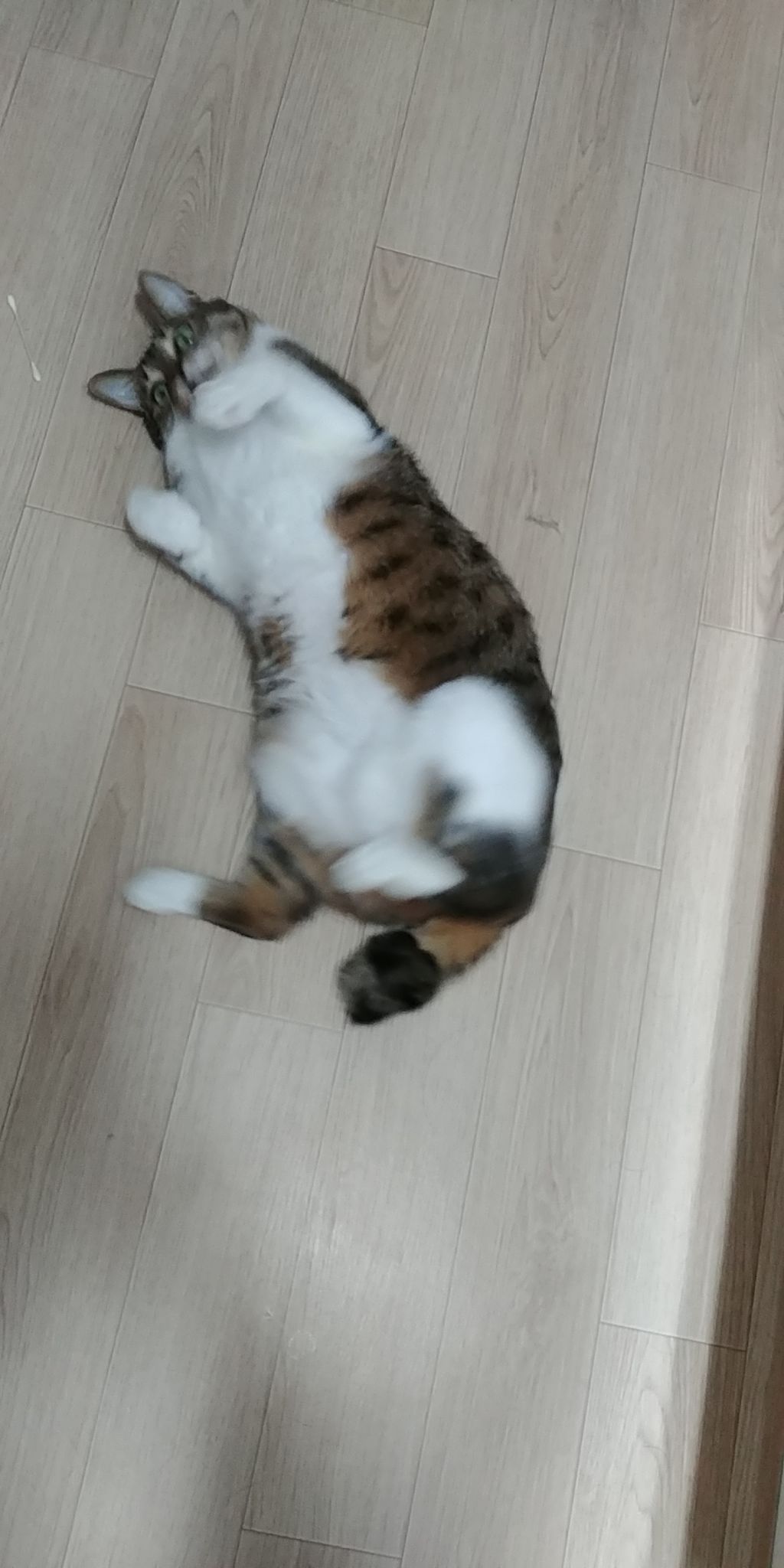 우리집 고양이 보고 갈래요? | 인스티즈