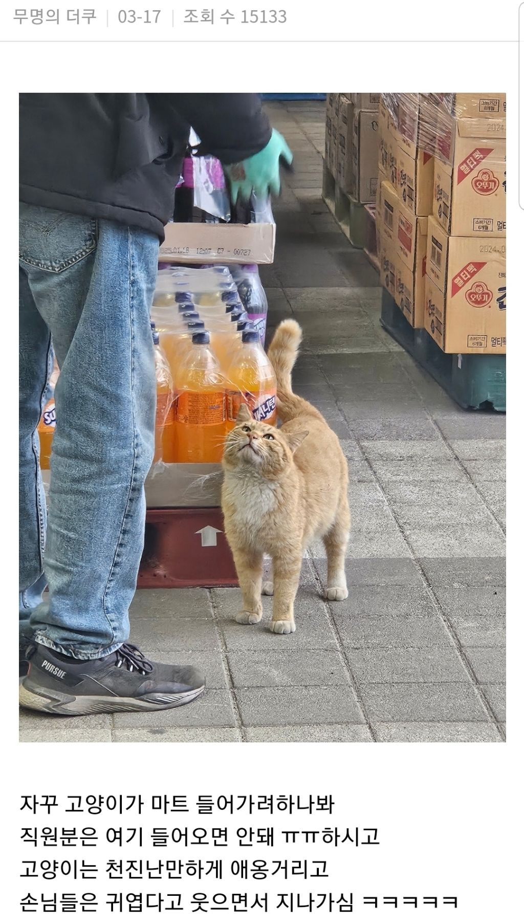 마트 앞에서 실랑이 벌이는 고냥이.jpg | 인스티즈