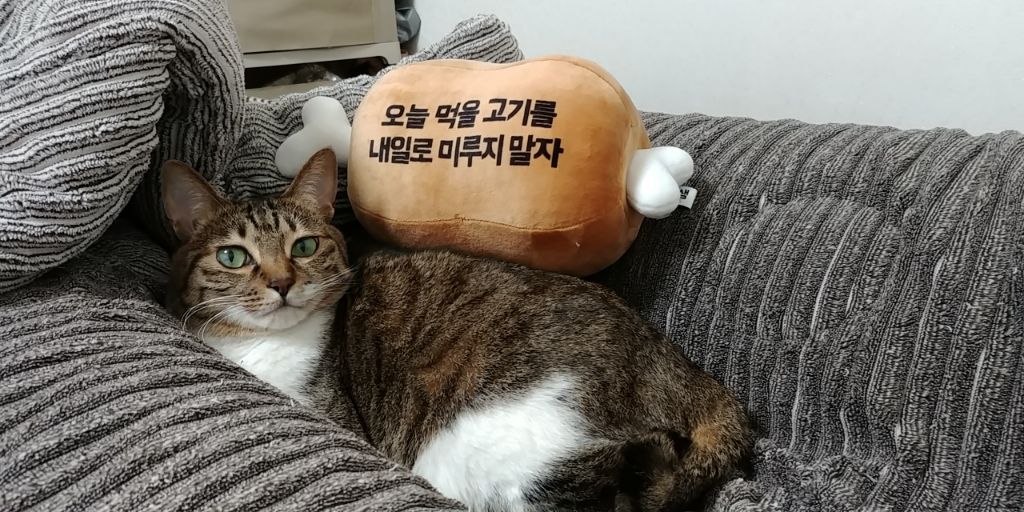 우리집 고양이 보고 갈래요? | 인스티즈