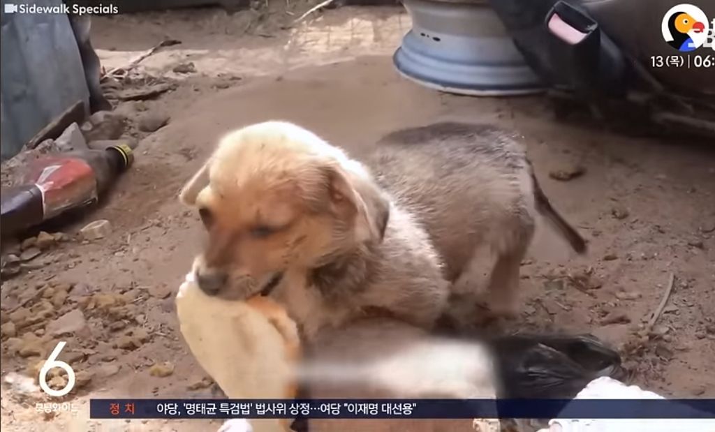 "이거 줄 테니 나 데려가"…식빵 물고 온 유기견 | 인스티즈