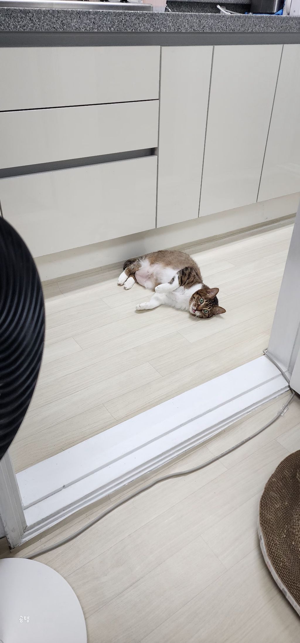 우리집 고양이 보고 갈래요? | 인스티즈
