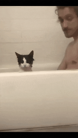  빡친 고양이