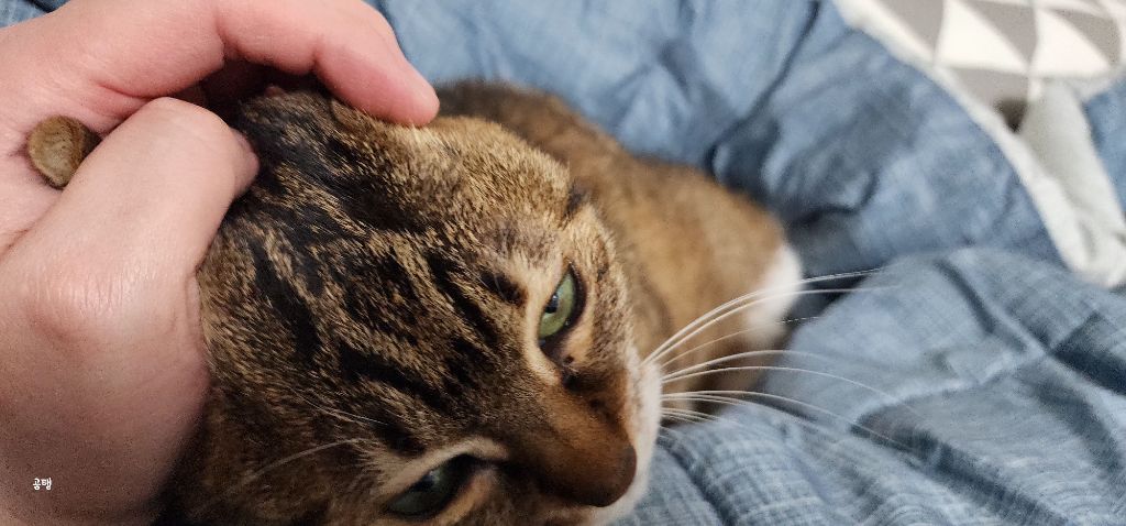 우리집 고양이 보고 갈래요? | 인스티즈