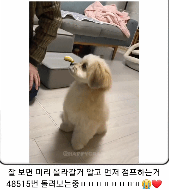 단체 하이파이브 하는 강아지