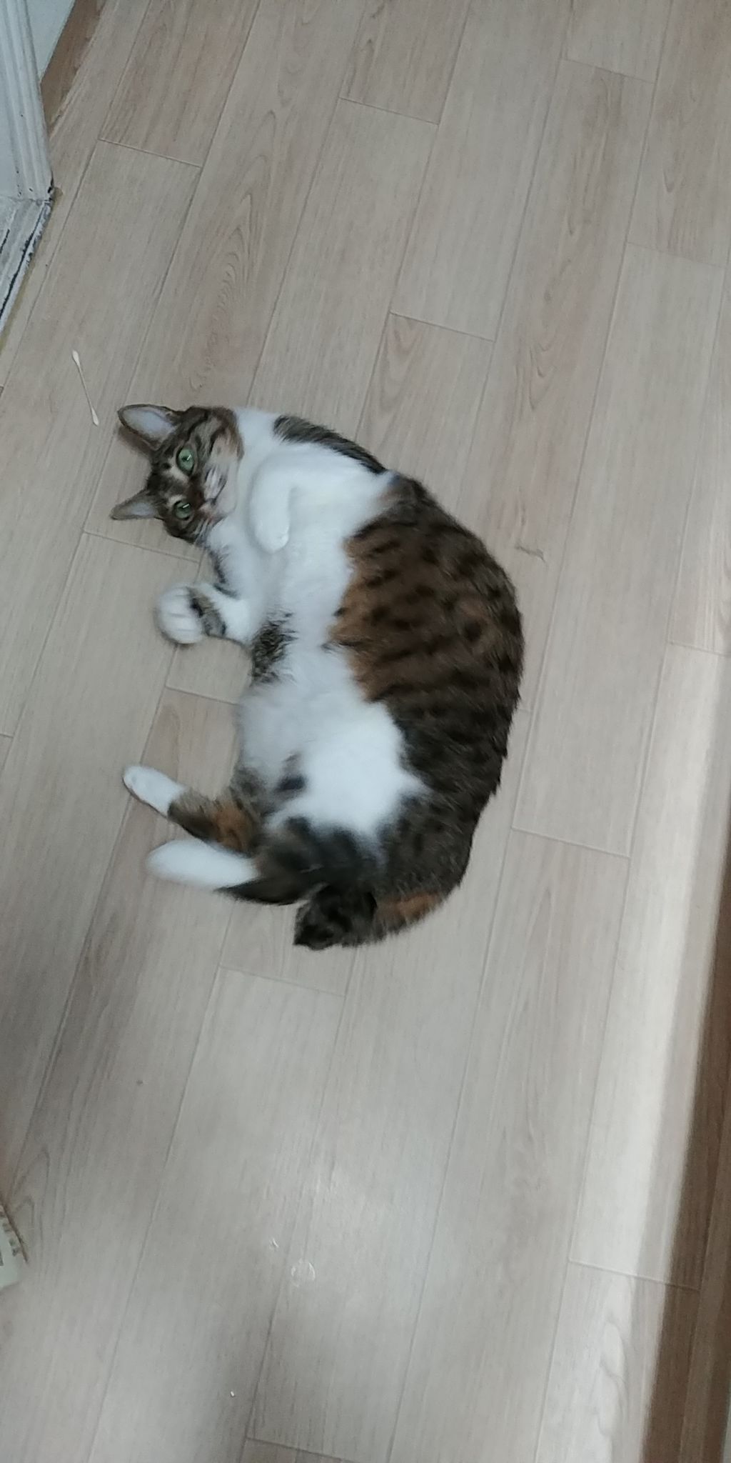 우리집 고양이 보고 갈래요? | 인스티즈
