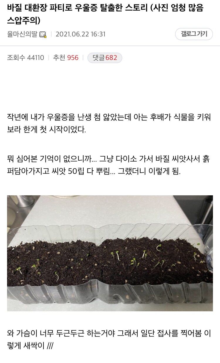 바질 키우고 우울증 탈출한 스토리.jpg | 인스티즈