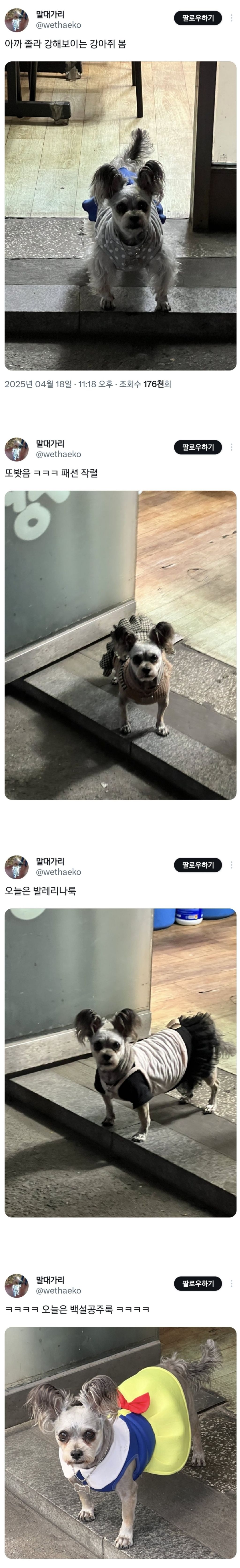  어떤 패셔니스타 강아지