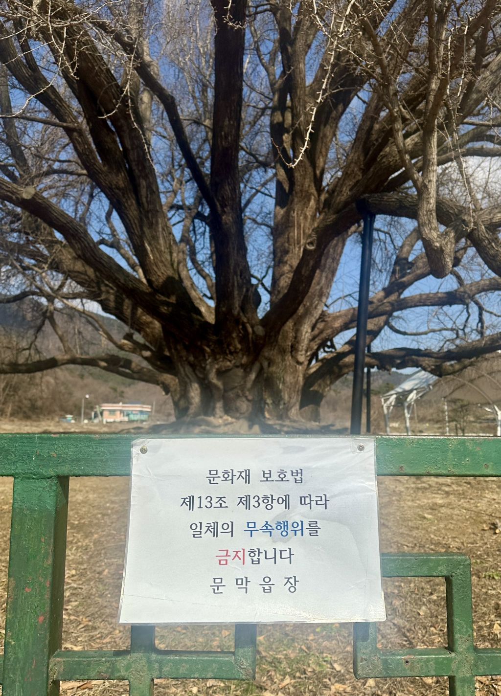  나무가 너무 영험하게 생겨서 붙여진 경고문2