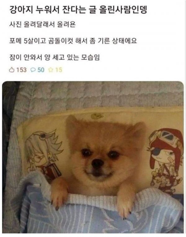  불면증 강아지1