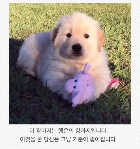  이 강아지는 행운의 강아지입니다