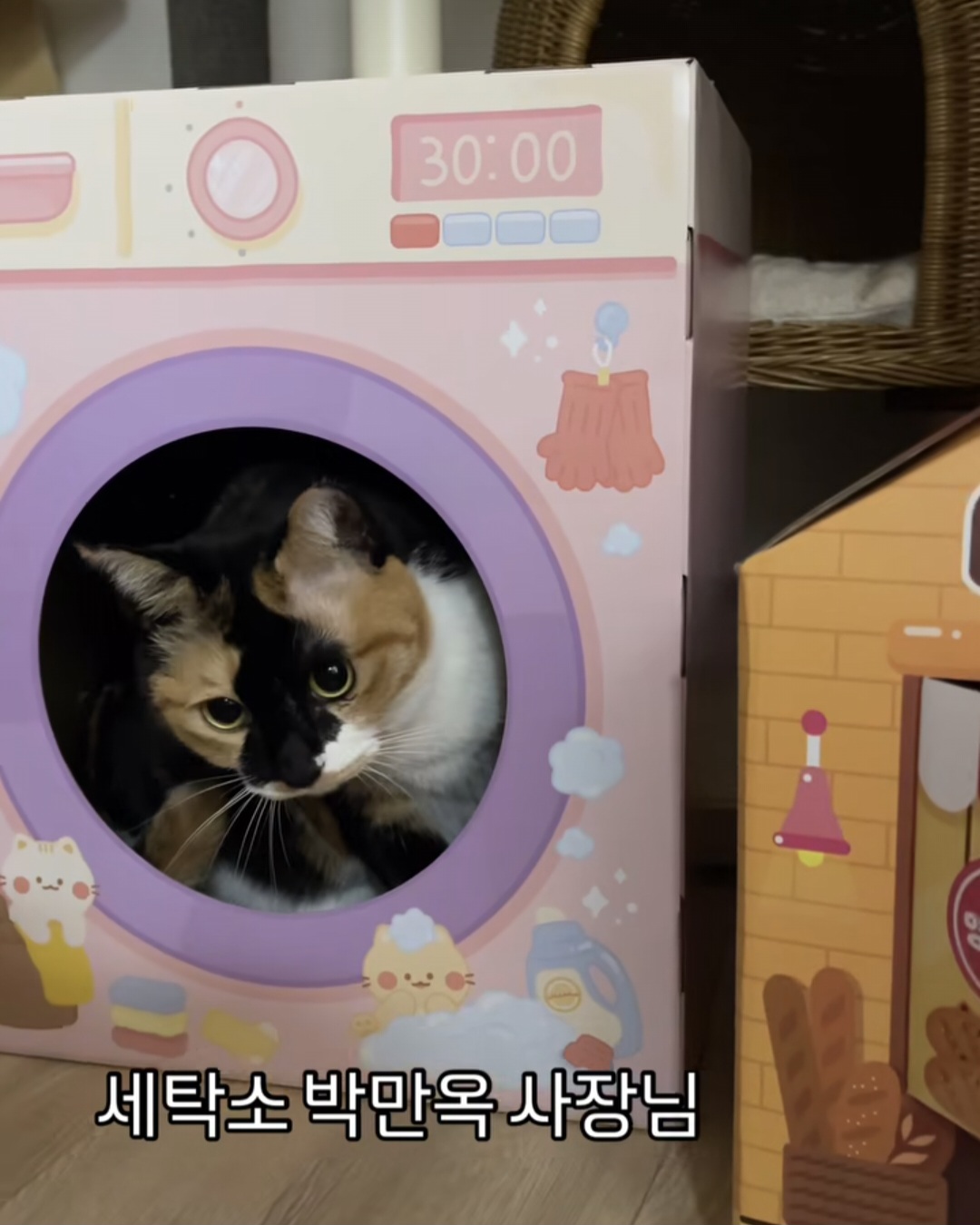  고양이 집사들은 당장 다이소로 달려가시오1