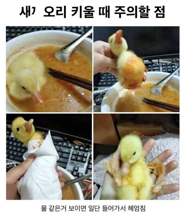  새끼오리 키울 때 주의할 점