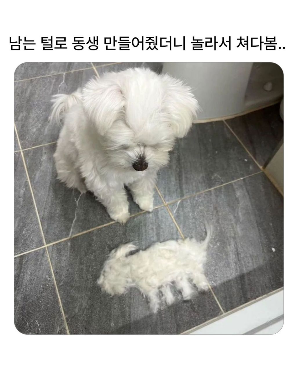남는 털로 동생 만들어 줌