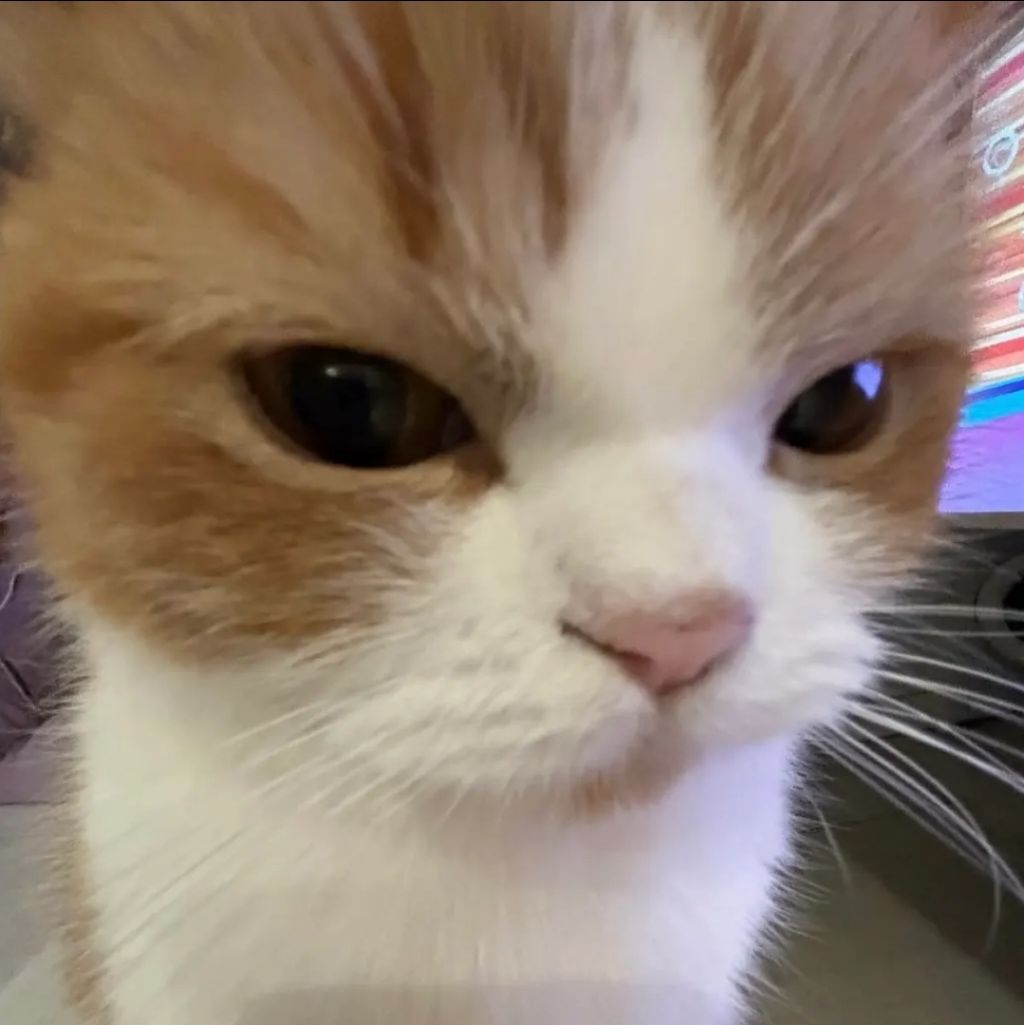 커여운 고양이 유투부