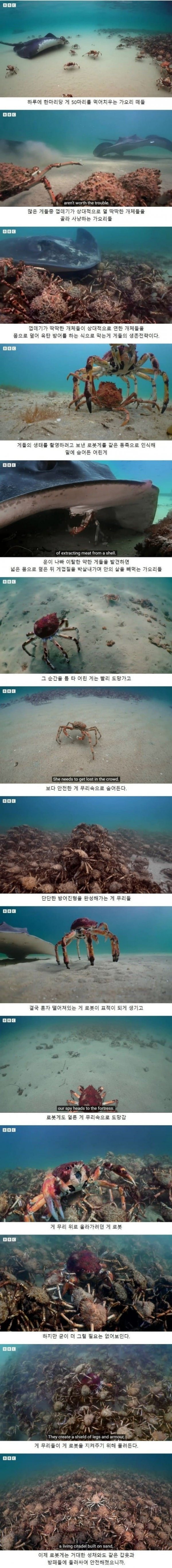 연인 사이에 애칭과 별명을 불러주는게 중요한 이유.jpg하루에 게 50마리를 먹어치운다는 가오리 떼들.jpg | 인스티즈