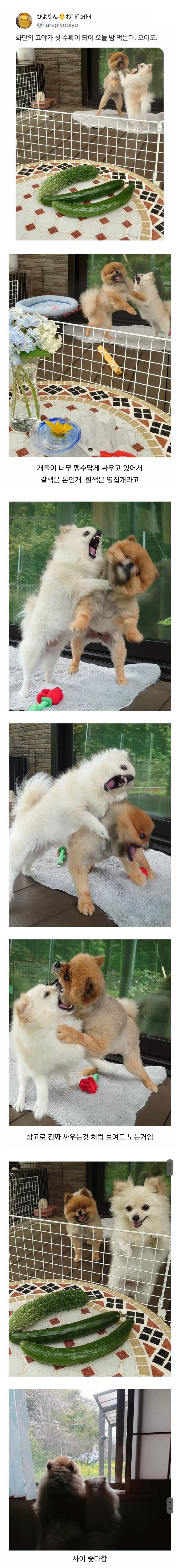  오이를 찍었을 뿐인데 화제가 된 사진.jpg6