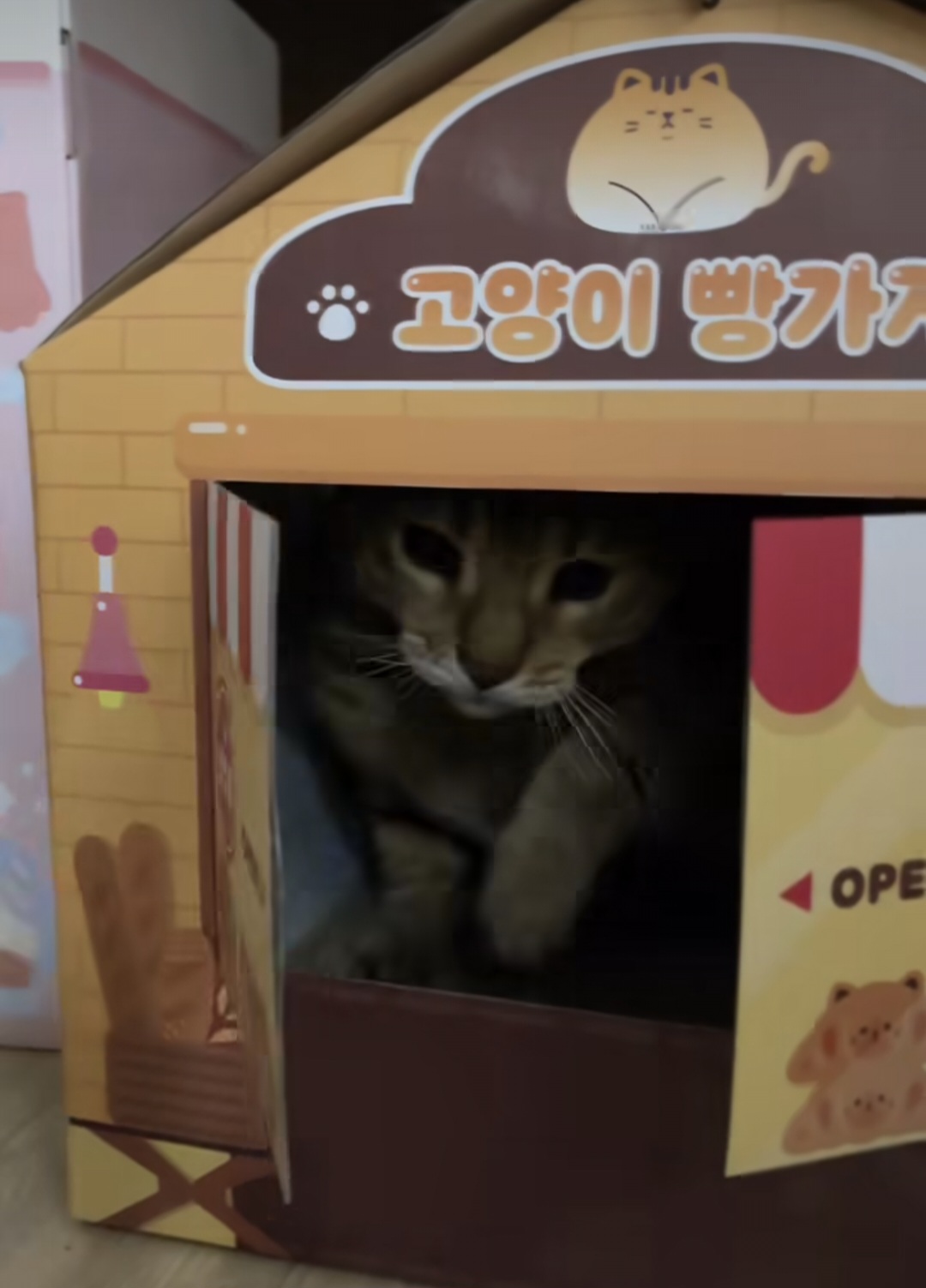 고양이 집사들은 당장 다이소로 달려가시오 | 인스티즈