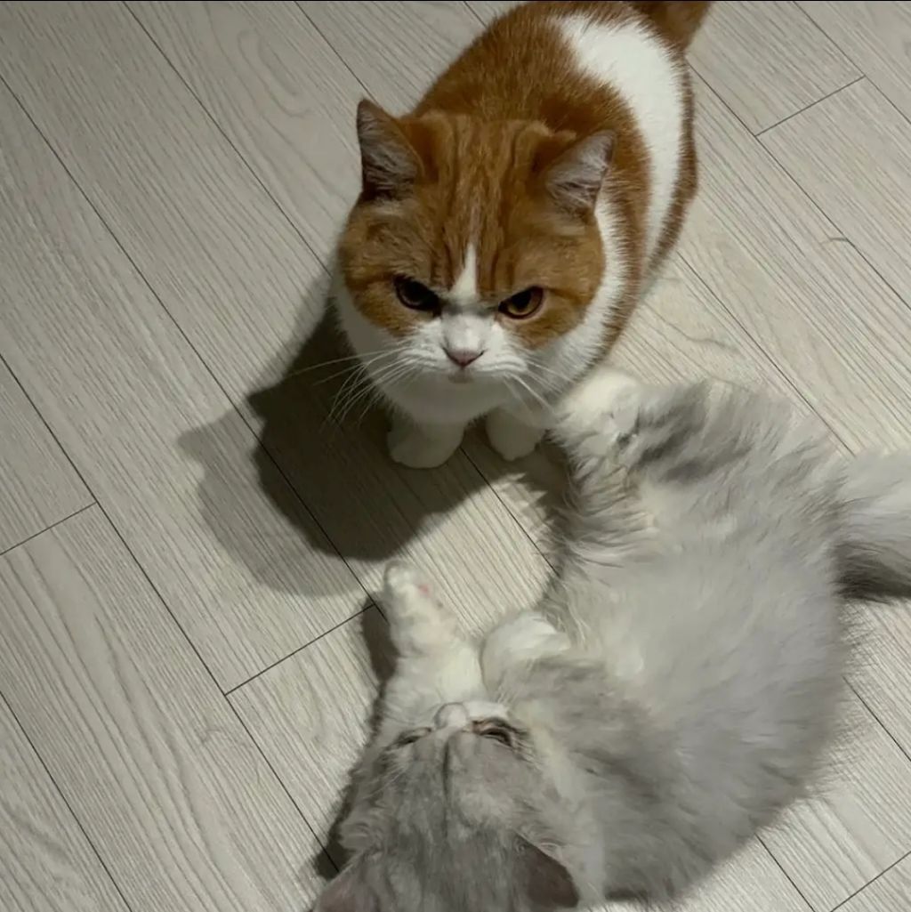 커여운 고양이 유투부 | 인스티즈