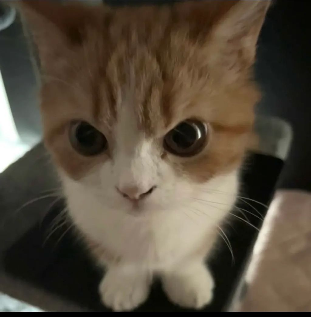 커여운 고양이 유투부 | 인스티즈