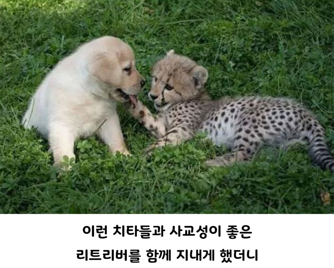 아싸를 인싸로 만들어주는 동물.jpg | 인스티즈