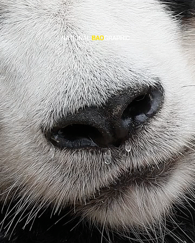  치명적인 3콧물 💧💧💧 🐼