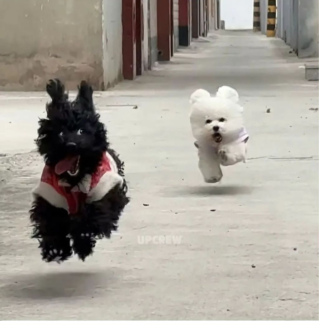  그림체가 다른 댕댕이