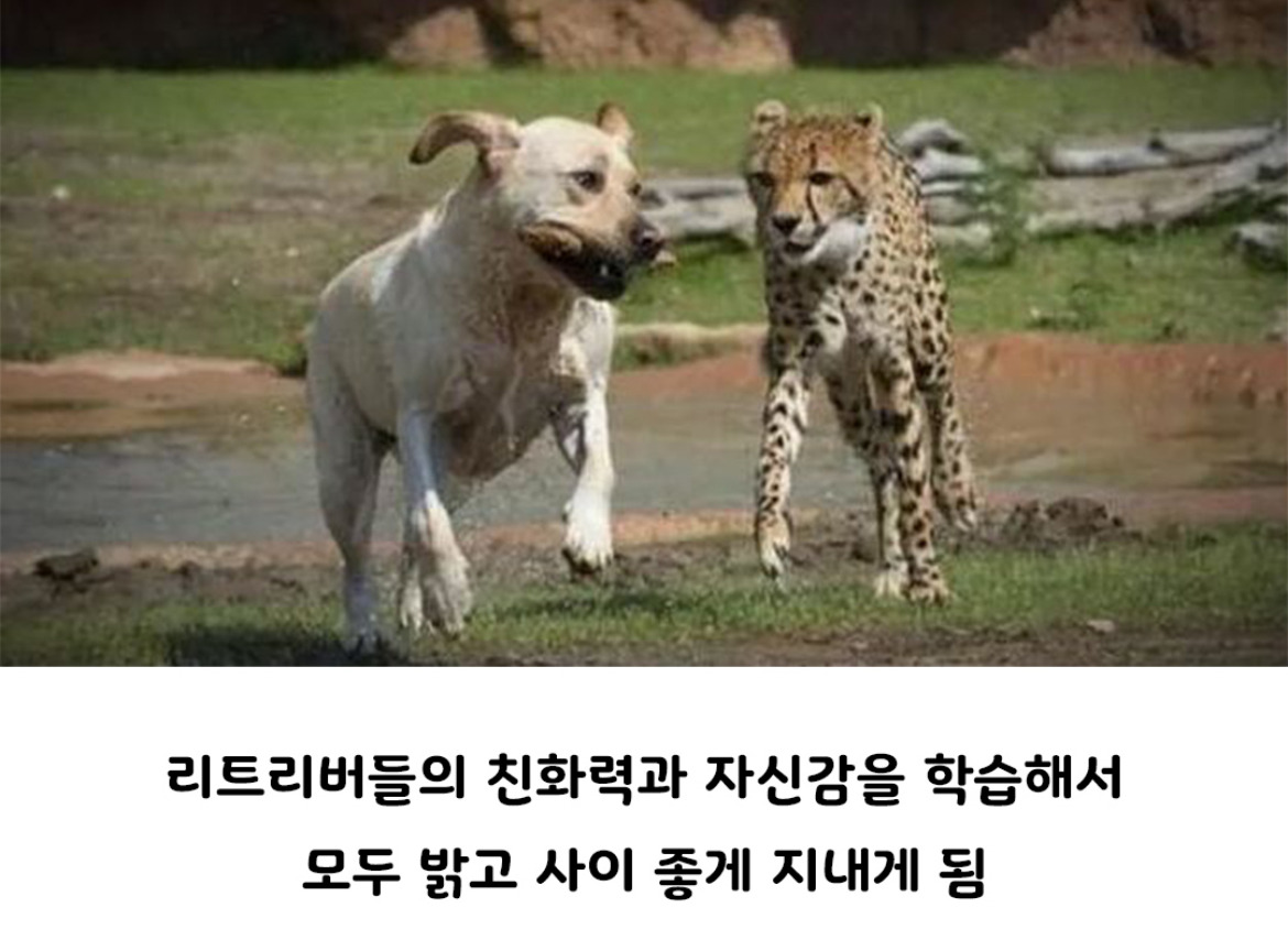 아싸를 인싸로 만들어주는 동물.jpg | 인스티즈