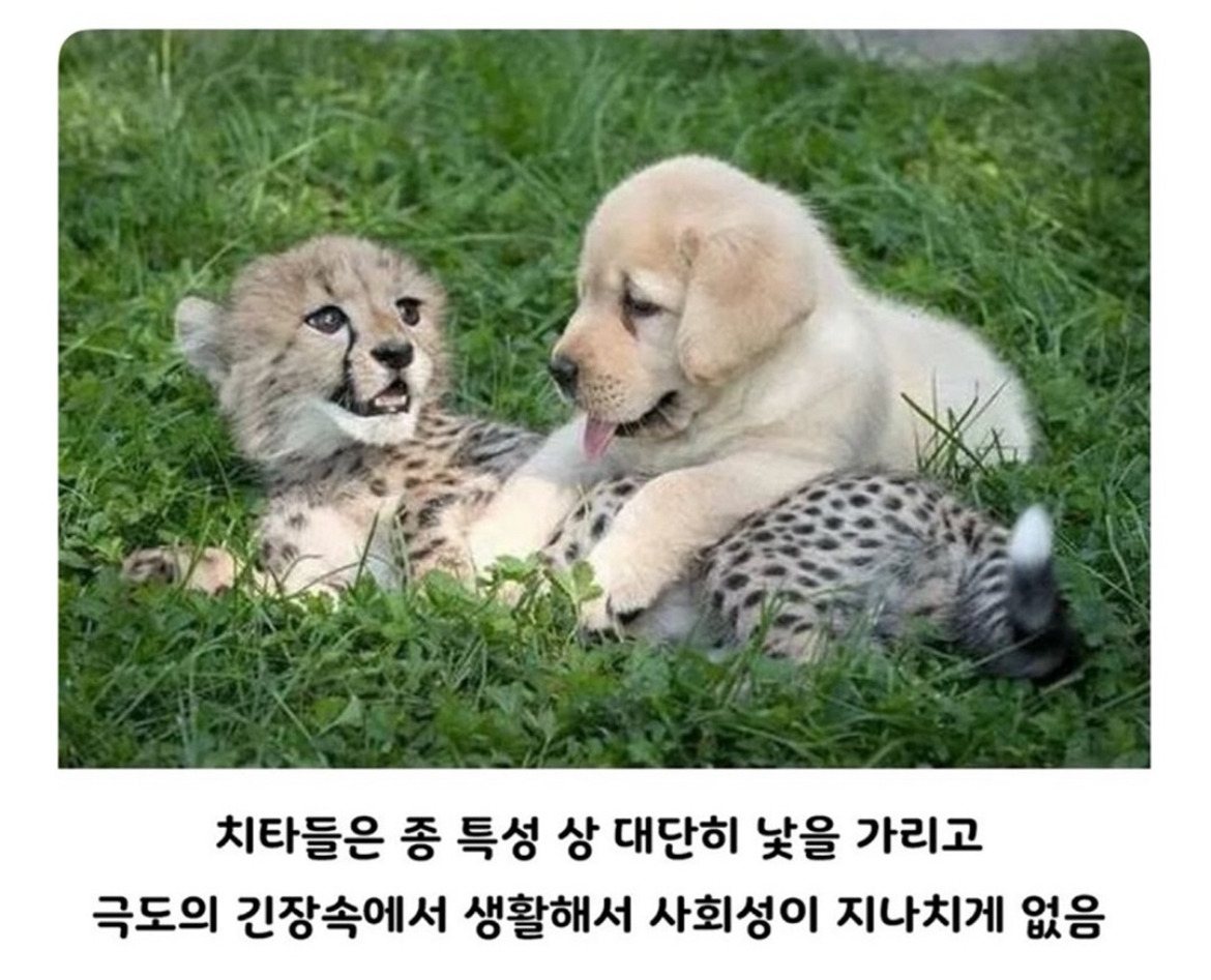  아싸를 인싸로 만들어주는 동물.jpg2