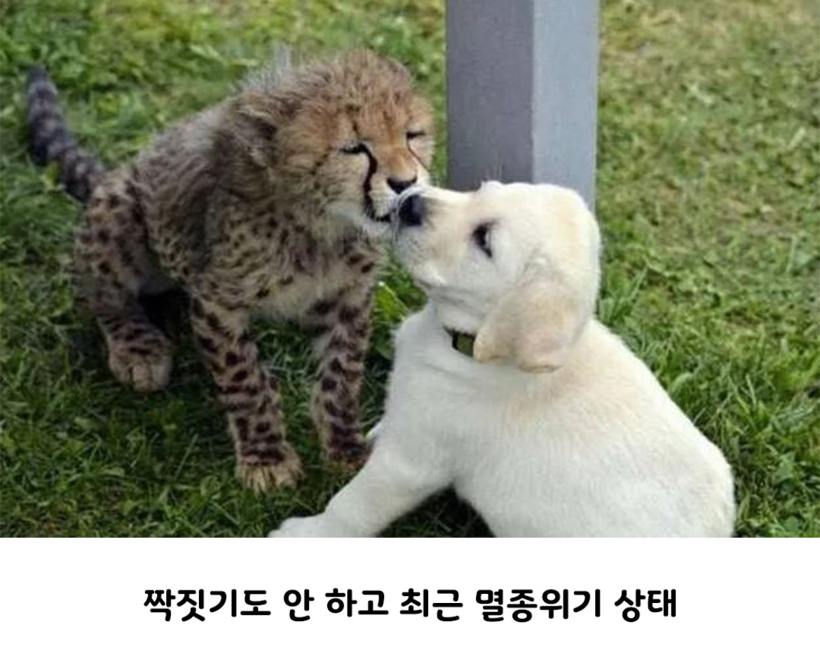 아싸를 인싸로 만들어주는 동물.jpg | 인스티즈