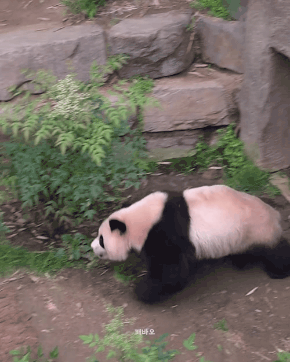  아이바오🐼의 신도림역 간접체험ㅋㅋㅋ(feat.그 판다)4